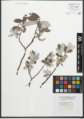 Foto von Salix glaucosericea Flod.